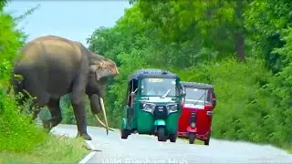 Tasker elephants Attack Encounter In Forest