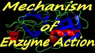 Mechanism of Enzyme Action | Lock & Key Model | Induced Fit Theory