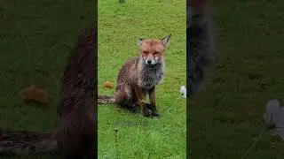 Wild Fox Absolutely Hates The Rain