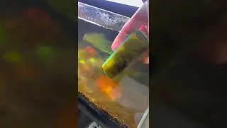 Cleaning the 5 Gallon "Smart" Aquarium
