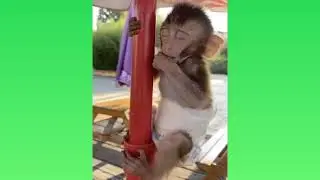 Очень забавные и смешные моменты с животными 🤣