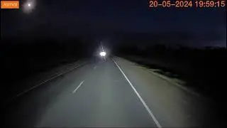 глупые косули