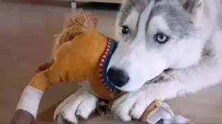 Хаски - потрошитель игрушек...