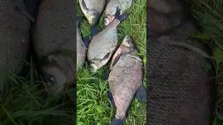 Леща много не бывает