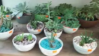 Чили/садовый магазин