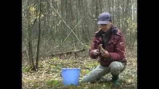 Сбор грибов.  Сбор рыжиков и польских грибов. Грибной сезон 2022