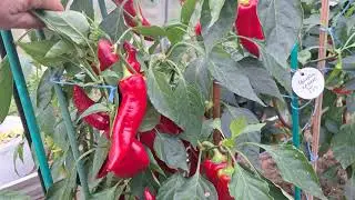 Часть 2, острые перцы, месяц без ухода. 13 октября.