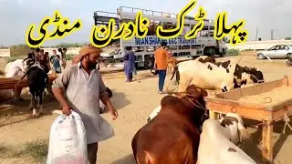 Pehla truck 🛻 ka pehli subha janwan aram karta we clip 💯|| Ani baba official || #cowmandi #mandi