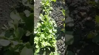 редиски #дача #огород #рассада #редиски