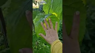 Гигантские листья 🍃