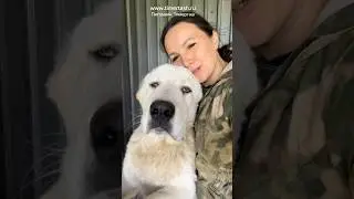 RUZIK (Timertash Ruzimir) 7 months Central Asian Shepherd Dogs registration for puppies for autum...