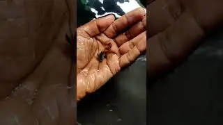 ഡ്രാഗൺ 🐉🐲 ഗപ്പിയുടെ പുതിയ brood സെറ്റാക്കി ❣️🥰 #farming #guppy
