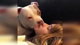 Animals are so funny that you can d of laughter Funny animal compilation 2019
