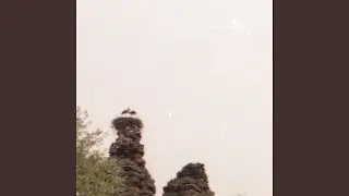 Telespectador