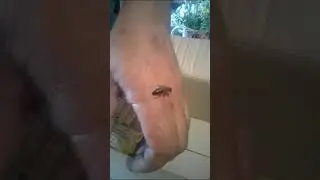 #shorts Наши матки Карника