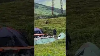 Медведь начал убегать, когда увидел