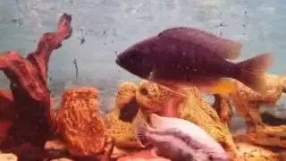 KAPADOCHROMIS