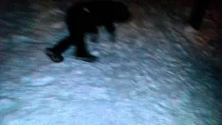 Сбила газель...