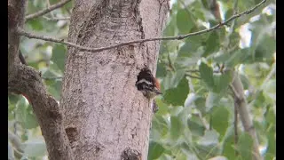 Noisy woodpecker chicks
