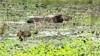 Snake and capybaras | Soure, Marajo Island, Brazil