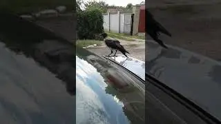Неймовірна ворона))