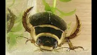 Feeding The Great Diving Beetles