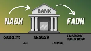Bioquímica - O que é NADH e FADH2?