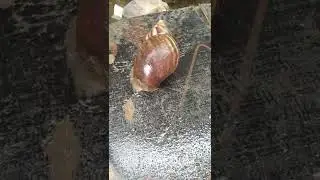 Most satisfying video Such a beautiful Snail🐌🐌  