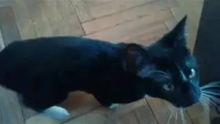 Predator reversator