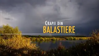 Crapii din balastiere