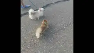 Чихуахуа длинношерстные (отец и сын).