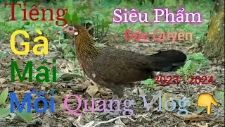 Siêu Phẩm | Gà Mái Mồi Gọi Trống | Kích Chuẩn 100%