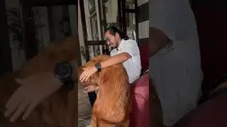 Welcoming the guest #goldenretriever #shortsviral #retriever #dog #retriever #doglover #shorts