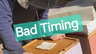 Bad timing I - Beekeeping - You seen the short now the explanation!