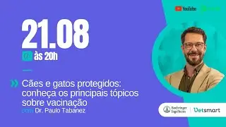Cães e gatos protegidos: conheça os principais tópicos sobre vacinação