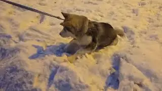 Прикольный собак, пушистый, с огромными лапами