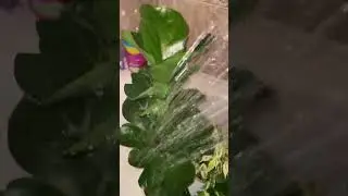 Горячий душ для фикусов 