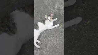 ketemu kucing parkiran motor #cat #shortvideo #shorts