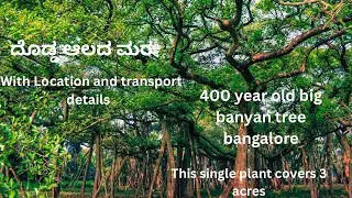 Big banyan tree | Dodda Aalada Mara | places to visit near Bangalore | tourist places near Bangalore