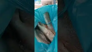 ГОРБУША КАК КЕТА