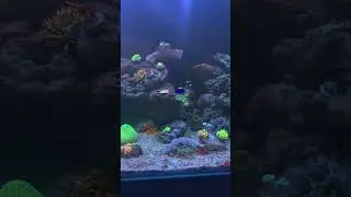 Морской аквариум 6 месяцев #reeftank #reef #морскойаквариум #euphyllia