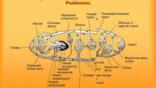 Еволюція кровоносної системи