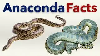 Anaconda Facts