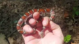 Young adult male eastern milk snake in northern KY - 10 August - 2024