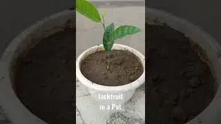 Jackfruit Seeds In A Pot | How to grow in a pot?