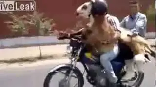 LiveLeak.com - Date Night In Iran