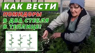 How to lead tomatoes in two stems in a greenhouse!
