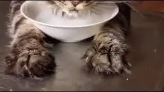 Котик пьет молоко и делает ням ням ням