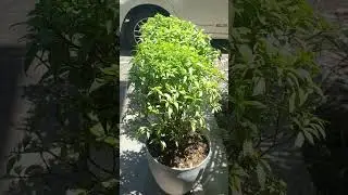 Crape jasmine Pinwheel flower plant #shorts