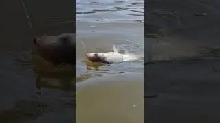 Лещ на МОРМО 💪💪💪